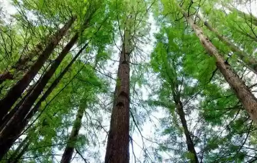 神秘遗骸阵容(不可思议的迷宫地狱边境阵容)插图6