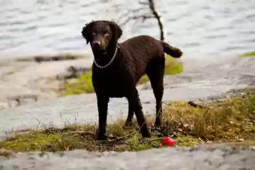 水上犬阵容(中型犬一天喝多少水)插图6