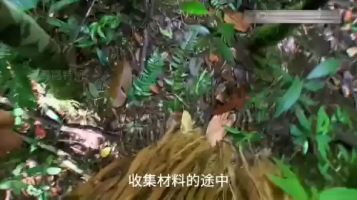 42刺鼠阵容(424阵型的克星)插图3