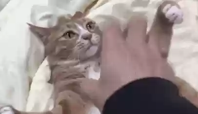 猫猫玄学阵容(猫之城t0阵容)插图17