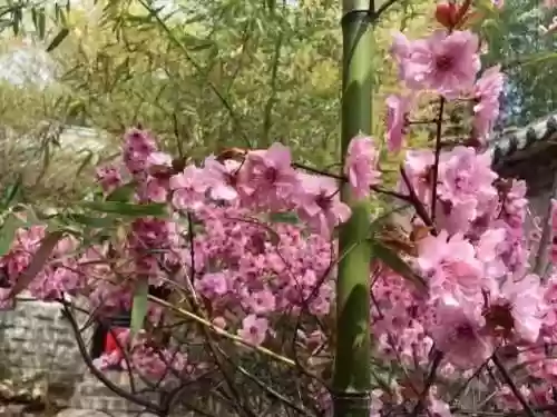 清乐竹林阵容(阴阳师单体阵容)插图6