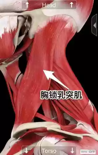 小白腹肌阵容(14岁帅气腹肌4块)插图2