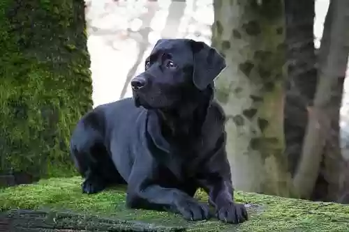 水上犬阵容(中型犬一天喝多少水)插图1