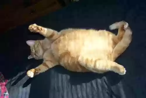 猫猫玄学阵容(猫之城t0阵容)插图35