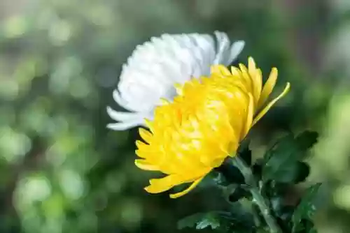 通天菊花阵容(修罗鬼童丸阵容搭配)插图1