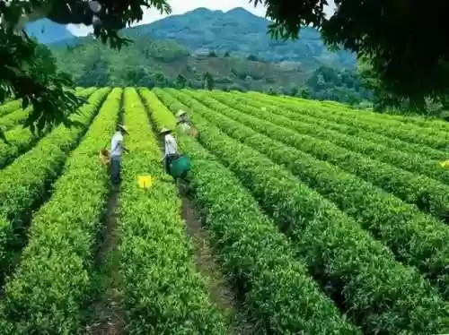 关羽高冠阵容(关羽主C最佳阵容)