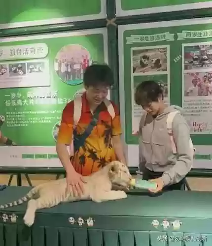 老板保镖阵容(极地拉面熊阵容)插图4