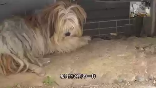 狗子希尔阵容(希维尔搭配什么辅助好)