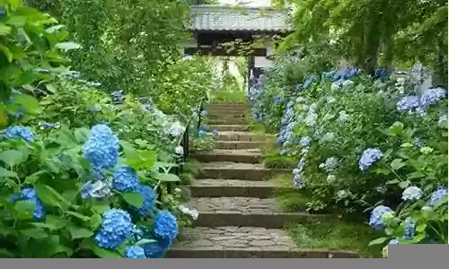 紫阳花阵容搭配