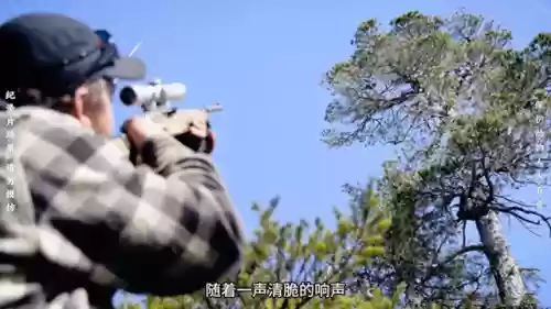 森林狩猎阵容(咆哮的野兽丛林5阶稳定阵容)