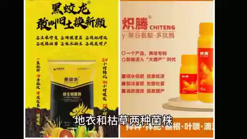 黑蛟龙阵容(无双大蛇3组合阵容)插图1