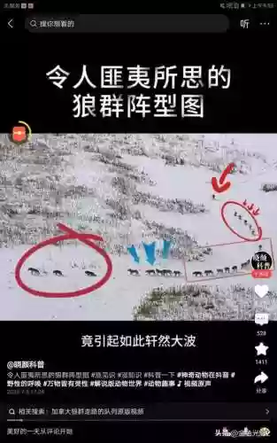 雪地阵容推荐(雪地胎推荐)