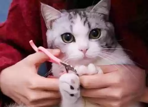 猫咪克星阵容(猫咪怕什么东西)