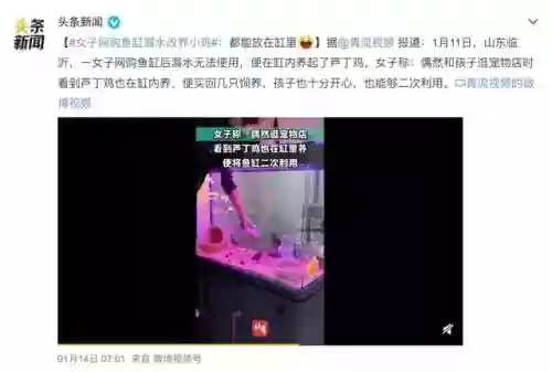米利虫子阵容(米拉奇战记阵容推荐)插图2