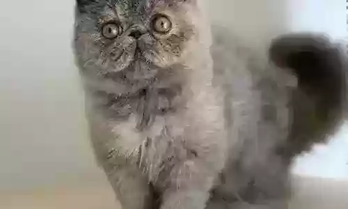 猫的阵容搭配