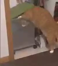 猫猫玄学阵容(猫之城t0阵容)插图23