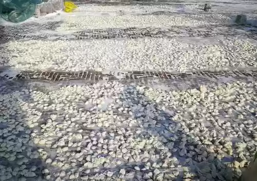 饺子阵容搭配(韭菜馅饺子怎么调好吃？)