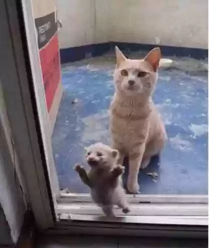 猫猫玄学阵容(猫之城t0阵容)插图29