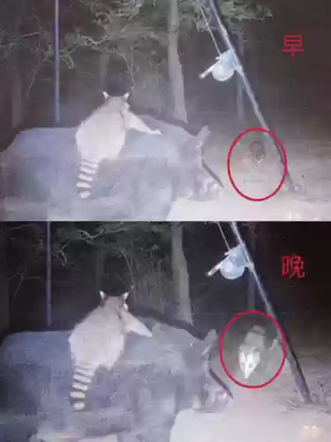 浣熊打架阵容(剑与家园浣熊和妖精哪个厉害)插图4