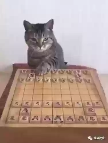 猫咪下棋阵容(动物自走棋阵容推荐)插图2