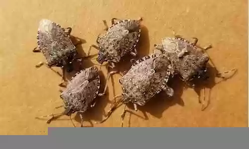 bug花阵容搭配