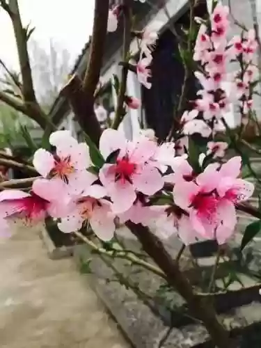 清乐竹林阵容(阴阳师单体阵容)插图7