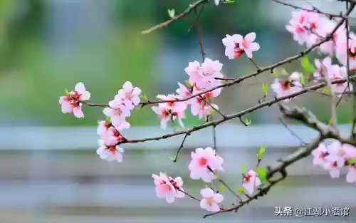 金陵刺客阵容(9刺客阵容)插图3
