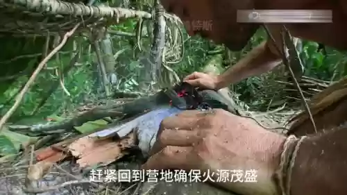 42刺鼠阵容(424阵型的克星)插图6