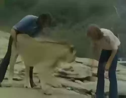 狮王亚当阵容(战鼓英雄龙珠阵容推荐图)