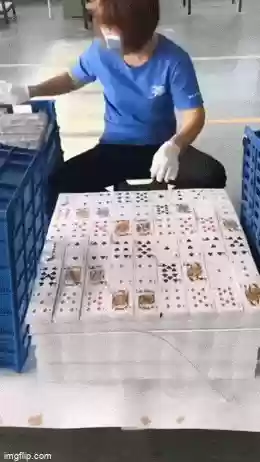嬉闹躲藏阵容(邂逅在迷宫最强阵容搭配)插图1