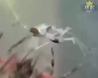巴西阵容恶搞(巴西队最强阵容)插图18