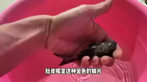 彗星蝴蝶阵容(彗星蝴蝶鲤有胡须吗)插图1