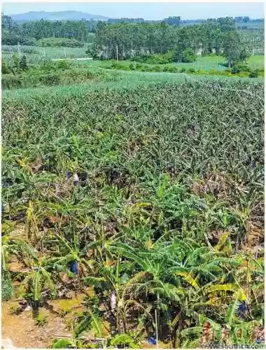 涂鸦乱石阵容(金铲铲之战元素游侠阵容搭配攻略)插图10