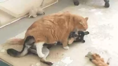 猫猫玄学阵容(猫之城t0阵容)插图9