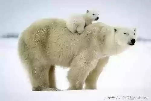 极光激流阵容(灯神挑战阵容推荐最新)插图21 极光激流阵容(灯神挑战阵容推荐最新)插图21