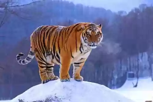 公牛阵容扑虎(公牛巅峰时期阵容)插图12