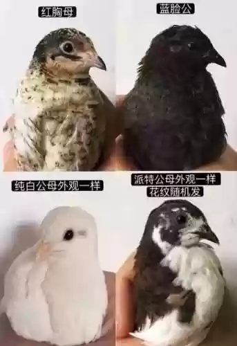 米利虫子阵容(米拉奇战记阵容推荐)插图25