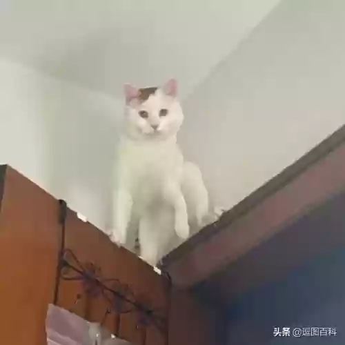 鲨骑马阵容(爆头骑t0最强阵容一览表)插图19