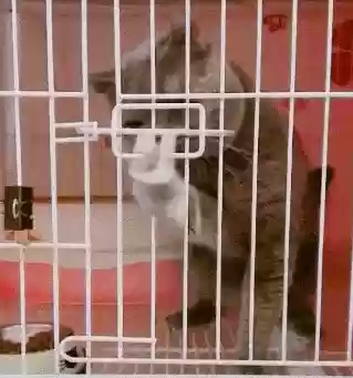 猫咪克星阵容(猫咪怕什么东西)插图3