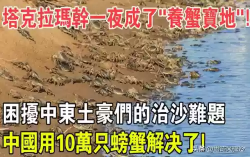 沙漠海洋阵容(海洋王国最强阵容搭配)插图1