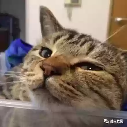 猫咪下棋阵容(动物自走棋阵容推荐)插图5