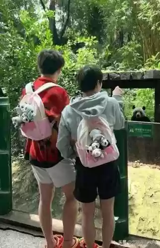 老板保镖阵容(极地拉面熊阵容)插图2