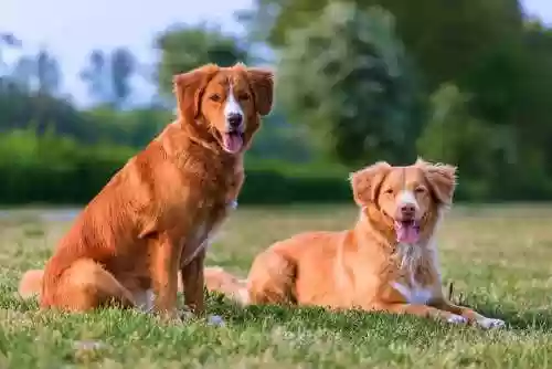 水上犬阵容(中型犬一天喝多少水)插图8