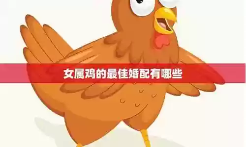 属鸡的最佳阵容搭配