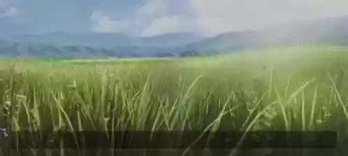 特殊王者阵容(王者荣耀强势阵容)