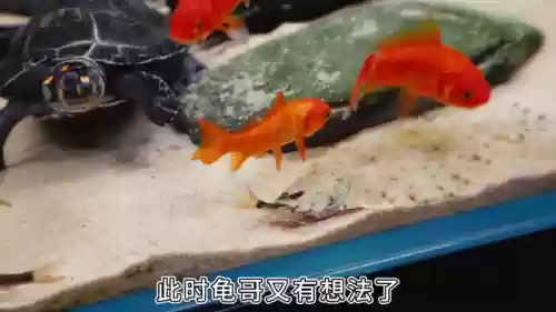 刺客阵容鱼(咸鱼畏尾鱼最高伤害阵容)插图1