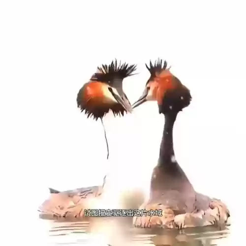 海马小雪阵容(雪天队阵容推荐)插图1