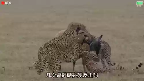 猎豹捕猎阵容(动物自走棋阵容推荐)插图3