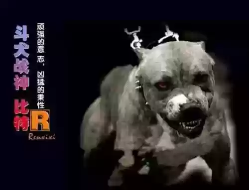 比特狮子阵容(云顶之弈s108比特阵容推荐)