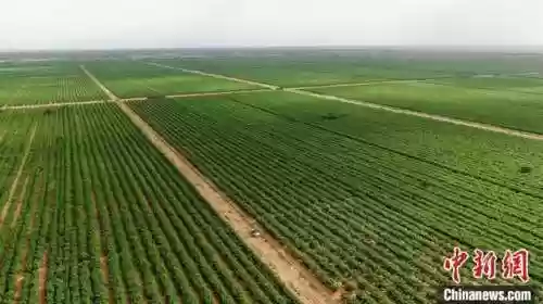 见闻沙海阵容(山海镜花阵容搭配攻略)插图2